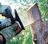 Reliable Swartzville, PA Tree Care Solutions