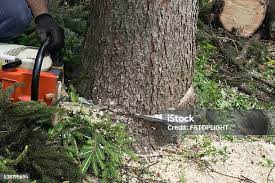 Best Tree Disease Treatment  in Swartzville, PA