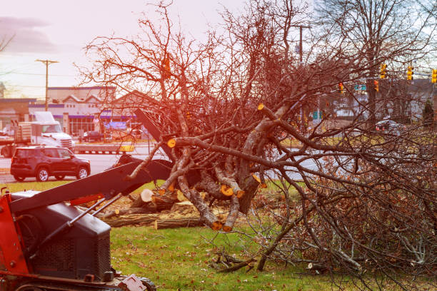Best Emergency Tree Removal  in Swartzville, PA