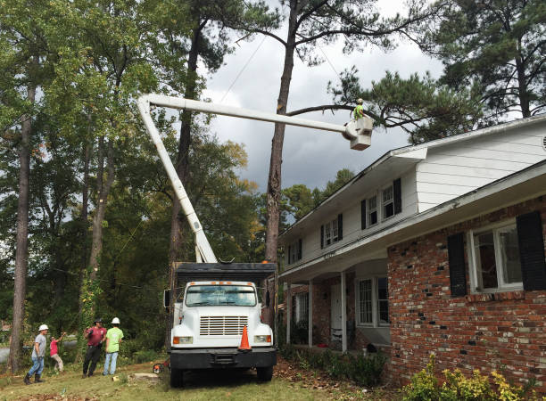 Best Utility Line Clearance  in Swartzville, PA