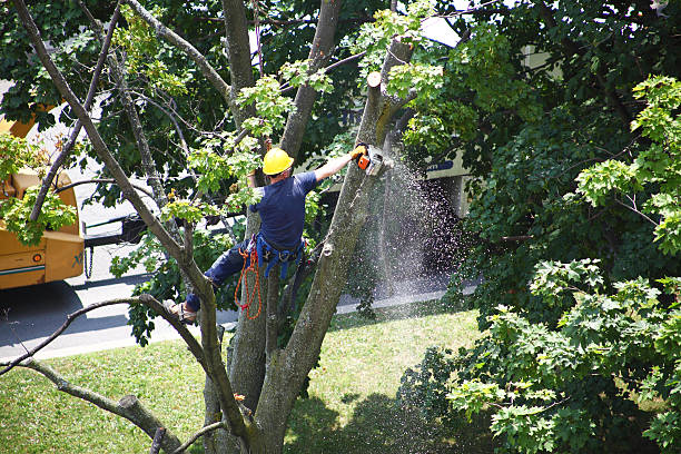 Best Tree Mulching  in Swartzville, PA