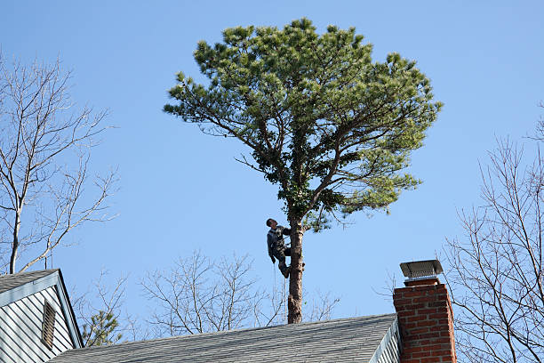 Best Root Management and Removal  in Swartzville, PA
