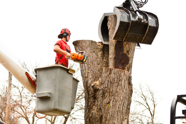 Best Fruit Tree Pruning  in Swartzville, PA